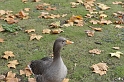 _DSC3560