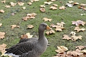 _DSC3561