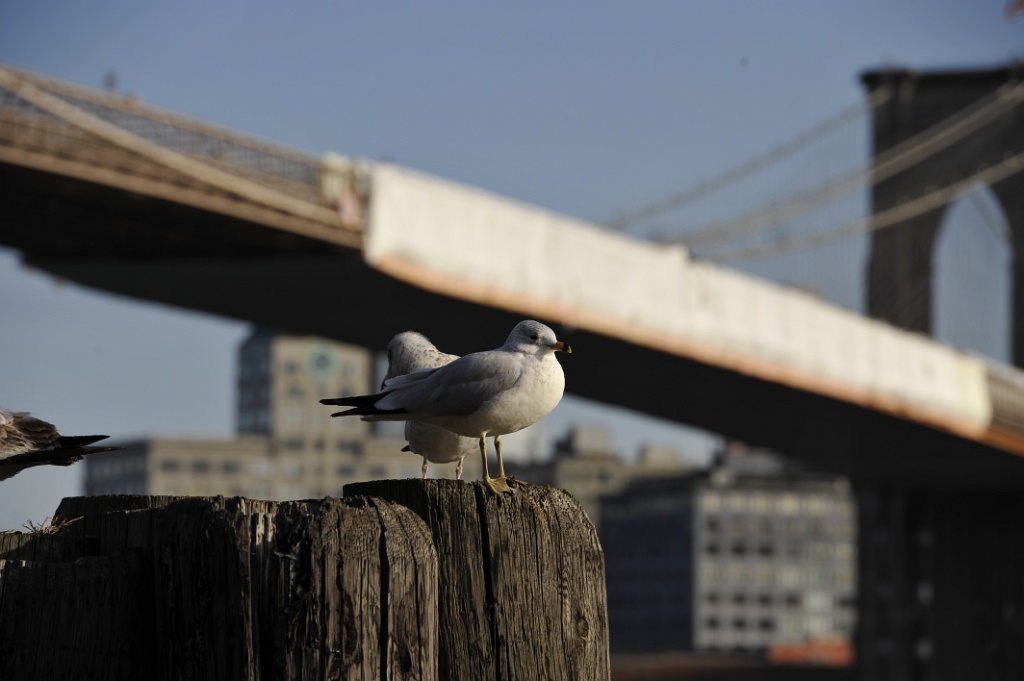 _DSC6955.JPG